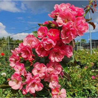 Hồng leo ngoại Angela