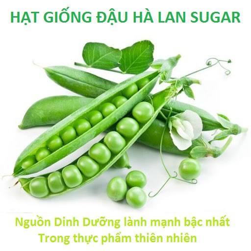 HẠT GIỐNG ĐẬU HÀ LAN SUGAR - (gói 10- 20gr)