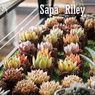 Sen đá Echeveria nhiều màu