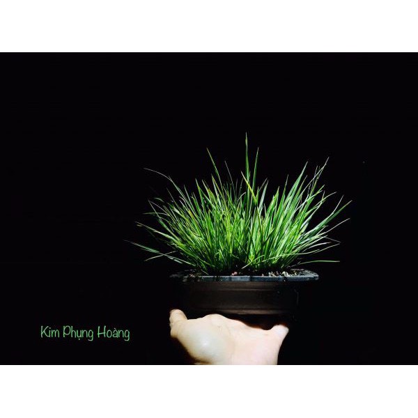 Cây thạch sương bồ - Cây phong thuỷ - thuỷ sinh - tiểu cảnh(ảnh thật số 2,3).