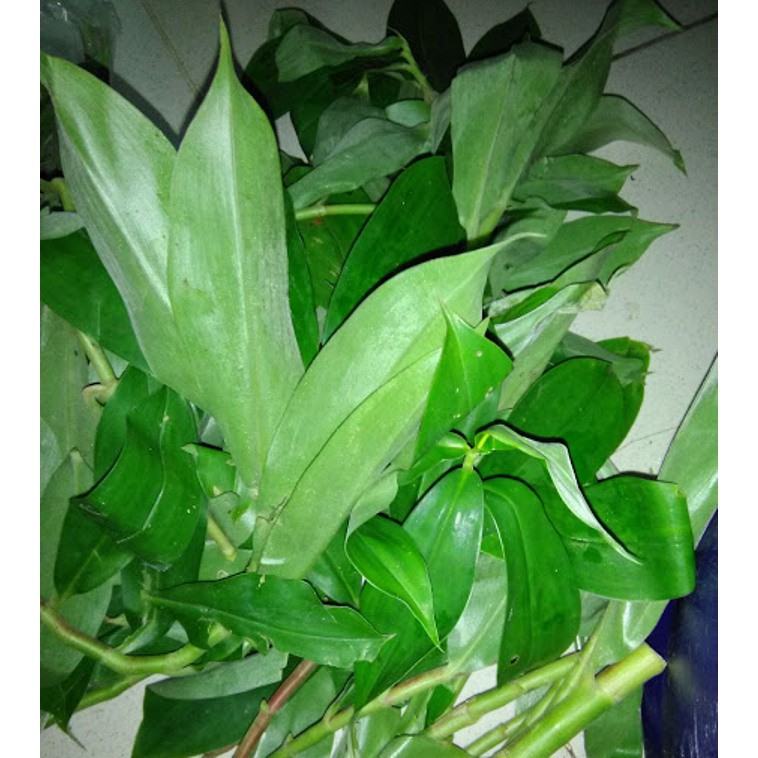 Cây mía dò tươi - gói 1kg