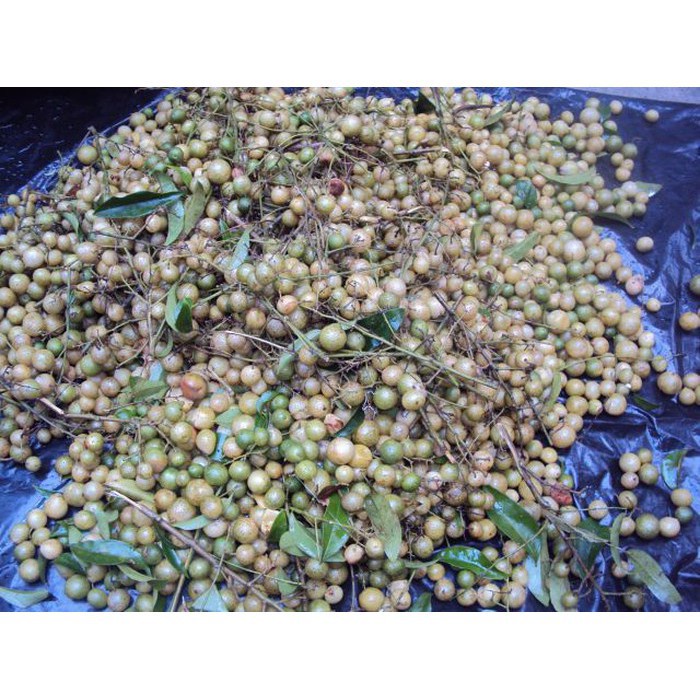 Quả Mắc Mật Khô Cao Bằng 500G Gia Vị Không Thể Thiếu Cho Món Gà, Vịt, Lợn Quay