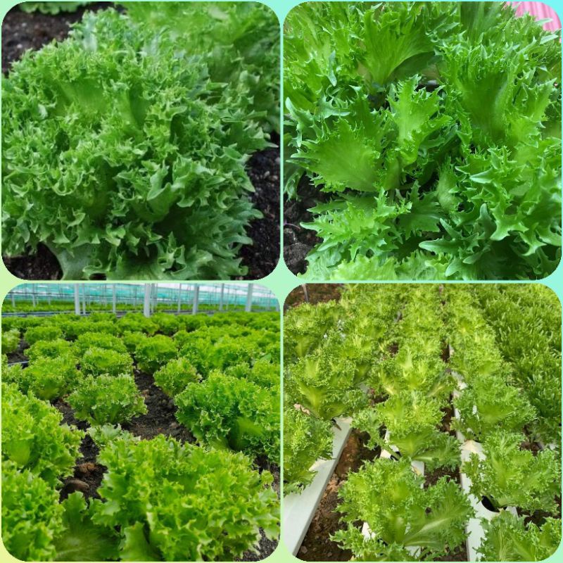 Hạt giống rau xà lách thủy tinh nhập khẩu Thái Lan hơn 300 hạt