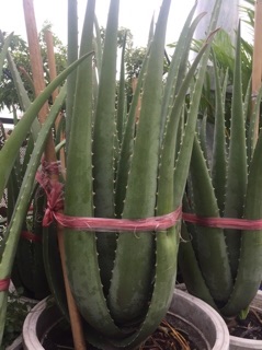 Cây Nha Đam giống Mỹ ( cây trưởng thành )