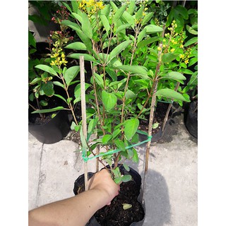 CÂY KIM ĐỒNG VÀNG CÂY CAO