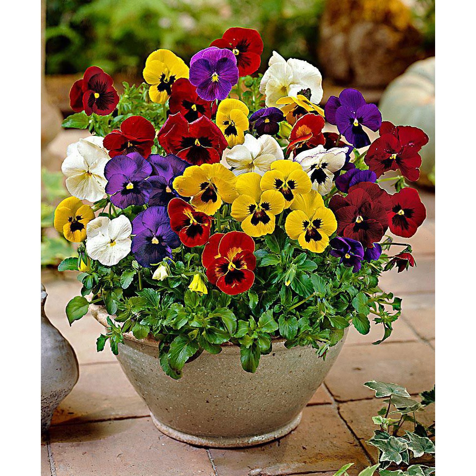 Bán buôn Hạt giống hoa Viola mix bao đẹp