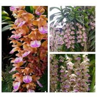 1 CÂY lan giáng hương tam bảo sắc tuyệt đẹp