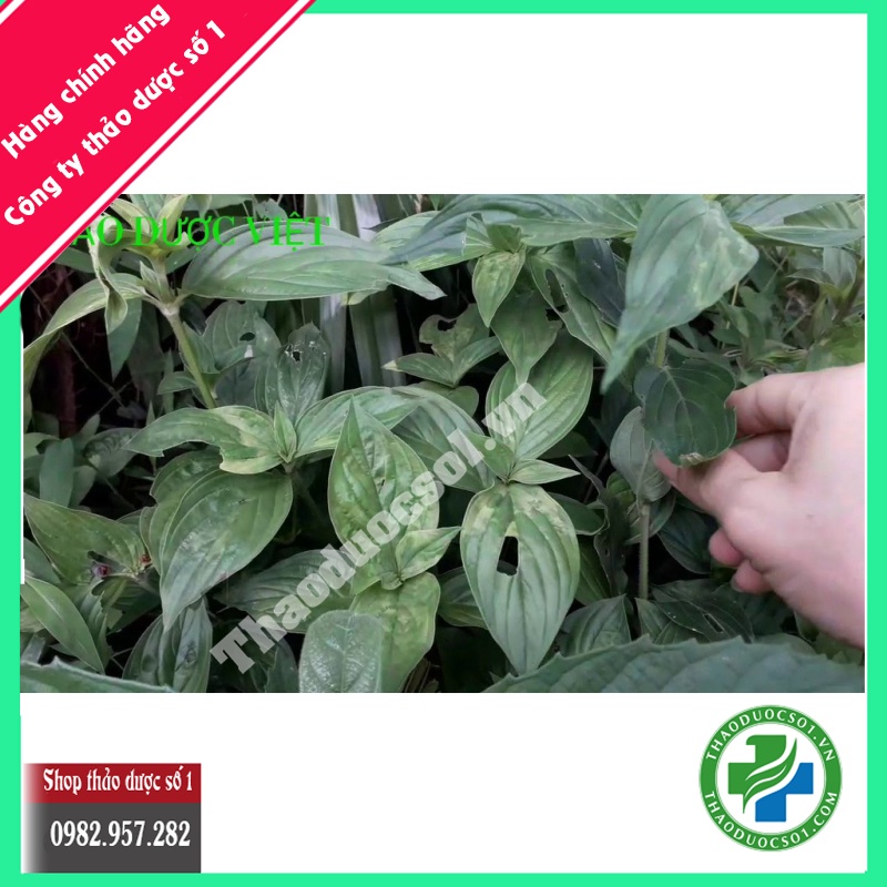 Cây dạ cẩm thượng hạng 1kg