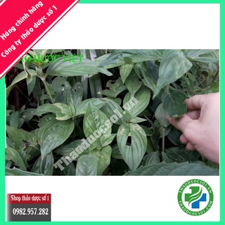 Cây dạ cẩm thượng hạng 1kg
