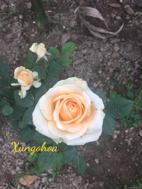 10 gốc hồng ngoại 10 màu