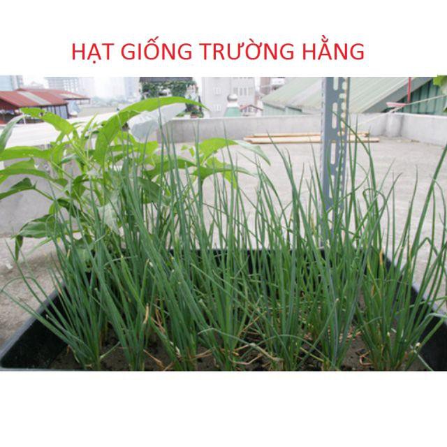 Hạt giống Hành lá 50 hạt