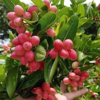 Cây siro chậu lớn