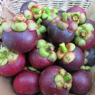 Cây măng cụt thái (ra trái siêu sớm,chuẩn giống)