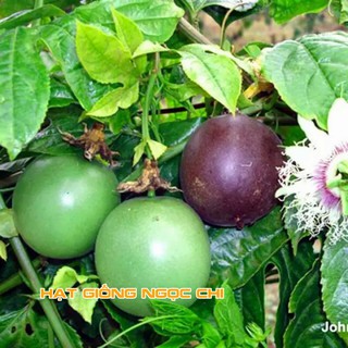 Hạt Giống Cây Chanh Leo - 20 Hạt