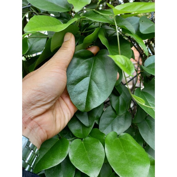 lá sương  sâm trơn tươi  ( sâm láng) 100g