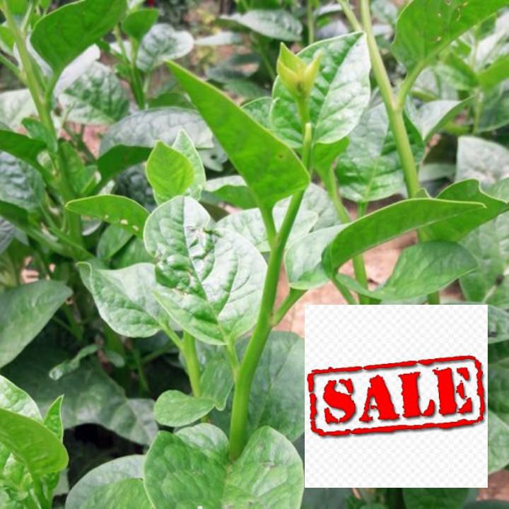 Gói 10 gr  giống rau mùng tơi SALE