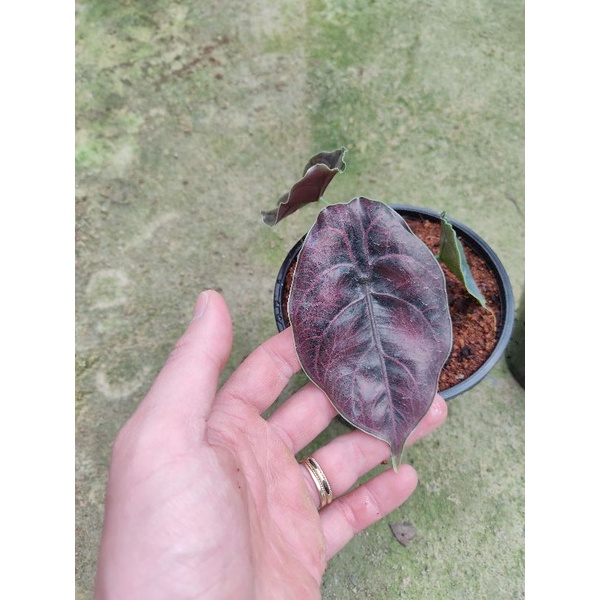 Chậu cứng Alocasia Azlanii-Rồng tím, Sắc tím huyền bí