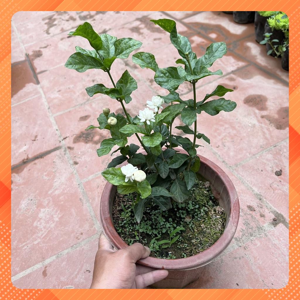 cây nhài ba lá siêu thơm cao 40cm