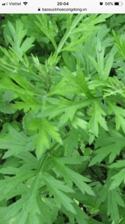 Cây giống ngải cứu