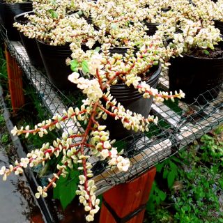SEN ĐÁ  DOLLA TRẮNG (CỔ THỤ)
