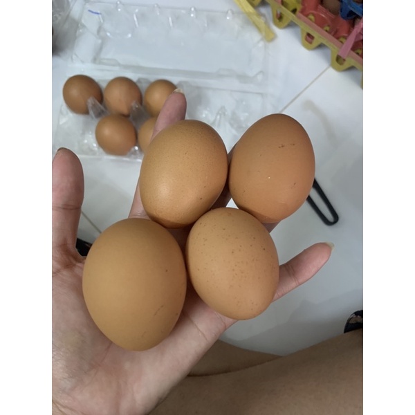 [Q7]Trứng gà công nghiệp/gà ta - loại 1 - trứng mới hằng ngày tại vườn bến tre | BigBuy360 - bigbuy360.vn