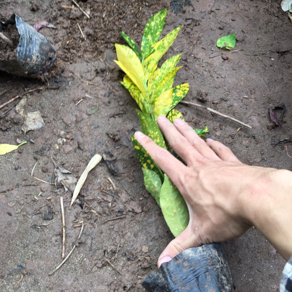 Cây Vàng Anh  Trồng Bầu Nhỏ 1 Thân Cao