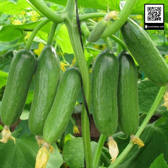 [Bán sỉ] - Hạt giống dưa chuột nếp thơm - Gói 2g