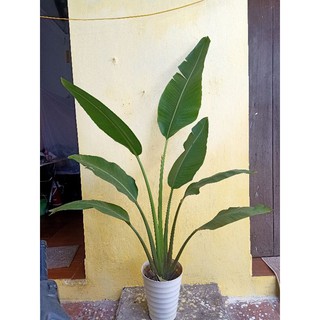 giá gốc-CÂY CHUỐI DẺ QUẠT