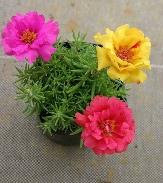 Hạt giống hoa mười giờ mỹ gói 200 hạt. đóng gói bao bì