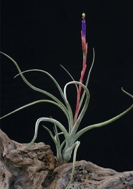 Cây không khí Tillandsia  bailey