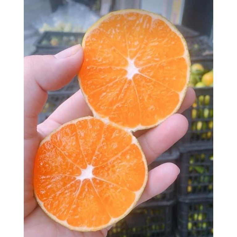 CÂY GIỐNG QUÝT NGỌT THÁI LAN KHÔNG HẠT