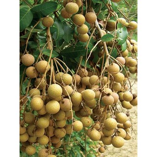 CÂY NHẪN LỒNG HƯNG YÊN