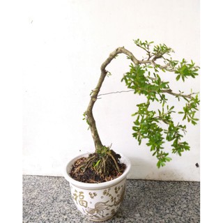 Cây Linh Sam bonsai mini chậu tròn