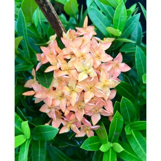 (1 chậu) Cây bông trang Thái cam hường - siêu đẹp (hoa mẫu đơn)