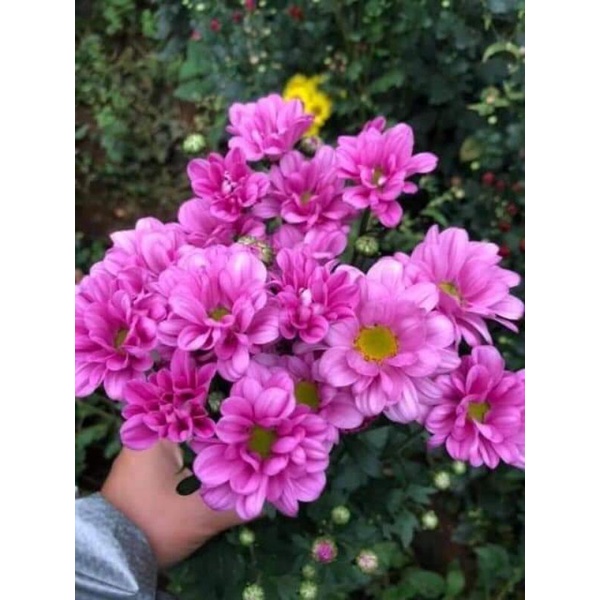 😍😍😍sỉ lẻ cúc giống số lượng lớn.