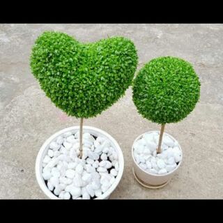 Cỏ may mắn để bàn (Lucky seeds)