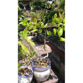 CÂY GIỐNG HOA TỬ ĐẰNG THÂN GỖ