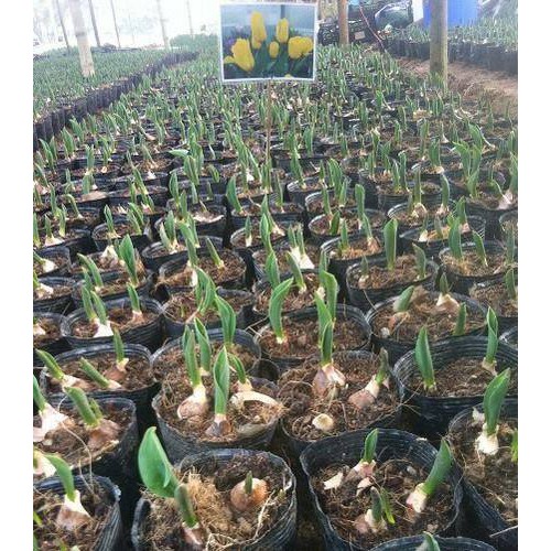Bộ 5 củ giống hoa tulip hoa màu hồng - TULIPH