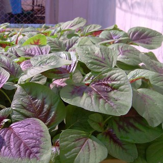 20g HẠT GIỐNG RAU DỀN TÍA DỄ TRỒNG