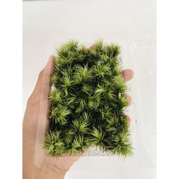 Rêu Giganteum hộp 10x15cm