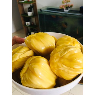 Cây Mít Dai Ta Cho Quả Ngọt Thơm