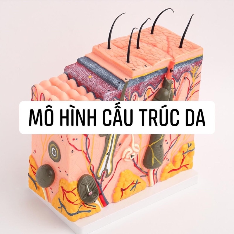 MÔ HÌNH: huyệt vị chân, cột sống, người 5D, cấu trúc da, mặt nạ canh có huyệt vị