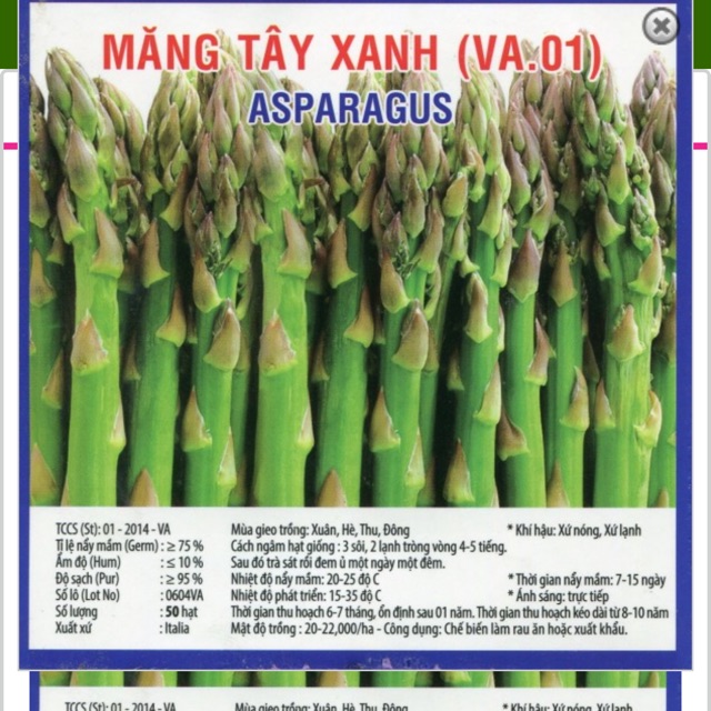 Hạt Giống Măng Tây Xanh