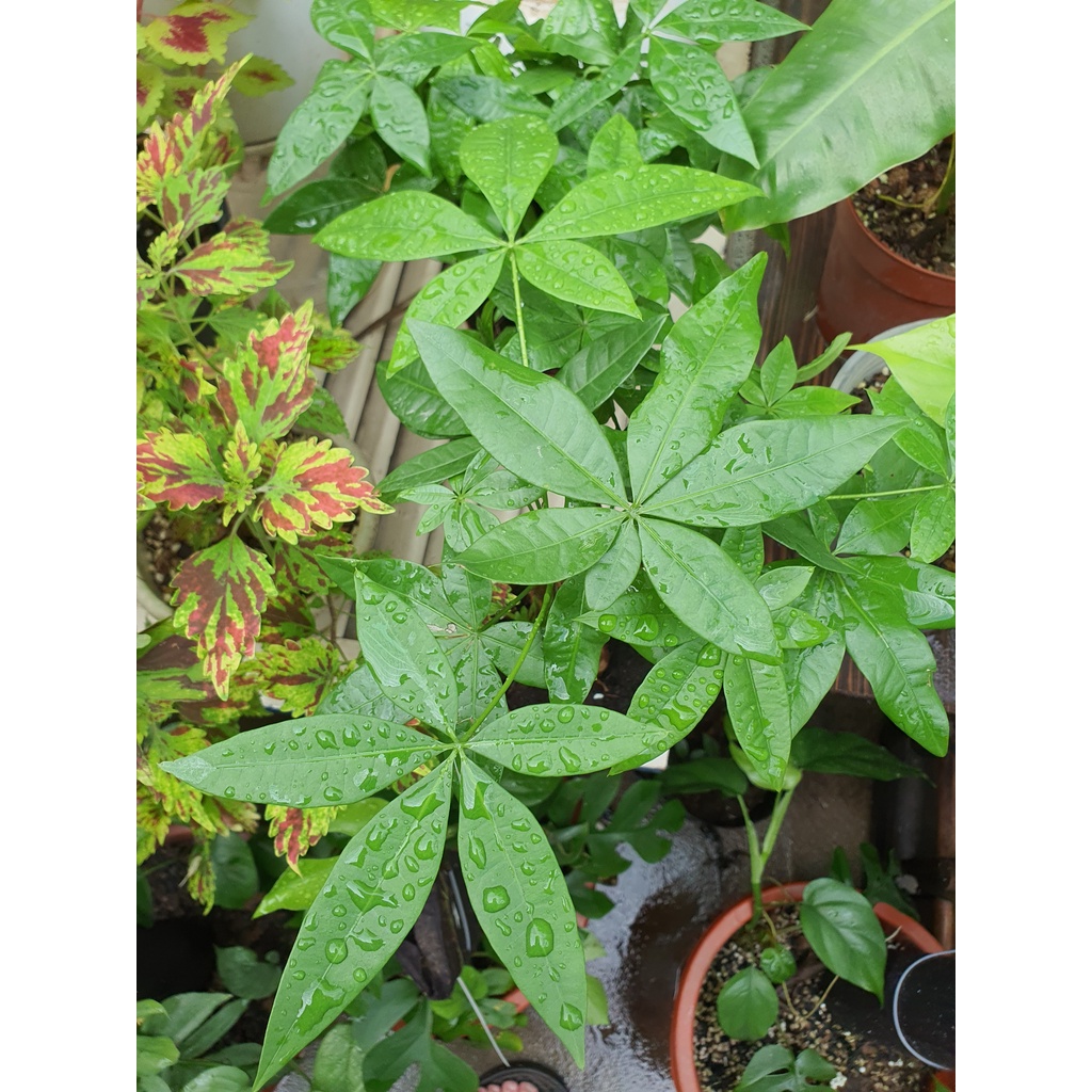 Cây Kim Ngân Xoắn phù hợp để bàn - cây trồng trong nhà, văn phòng, cửa hàng