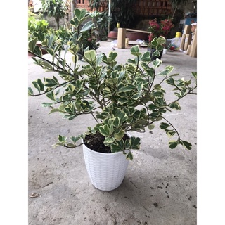 caykiengsadec bàng tam phúc (lớn )+ tặng  phân bón - tặng chậu nhựa - hoa kiểng lá - cây phong thủy - trang trí nội thất