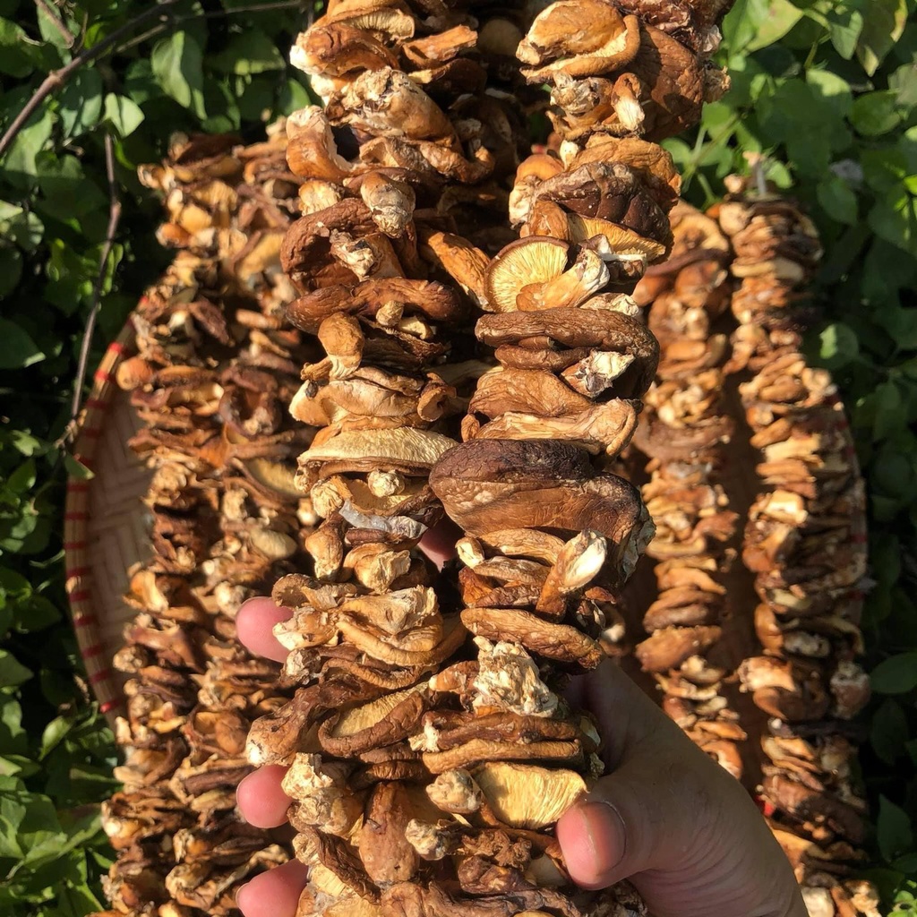 Nấm Hương Khô Rừng Thiên Nhiên Rừng Tây Bắc - Ẩm Thực Hà Giang, Đặc Sản Tây Bắc | BigBuy360 - bigbuy360.vn