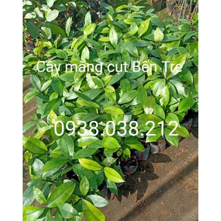 CÂY GIỐNG MĂNG CỤT BẾN TRE