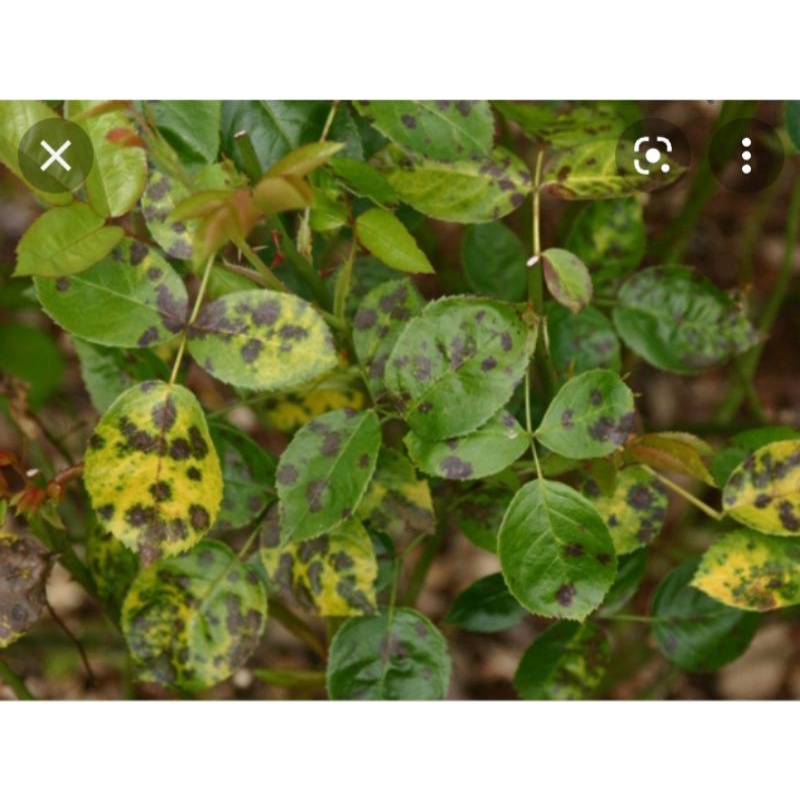 VUA TRỪ BỆNH( sương mai,giả sương mai,phấn trắng,đốm đen lá,thán hư,lở cổ rễvv..)
