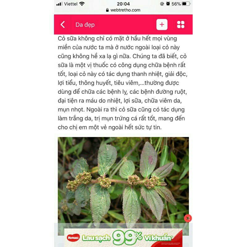 Cỏ  sữa  lá lớn