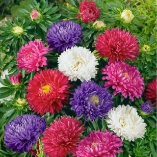 Hạt giống hoa cúc đại đóa mix gói 50 hạt (TẶNG gói kích thích hỗ trợ hạt nảy mầm)